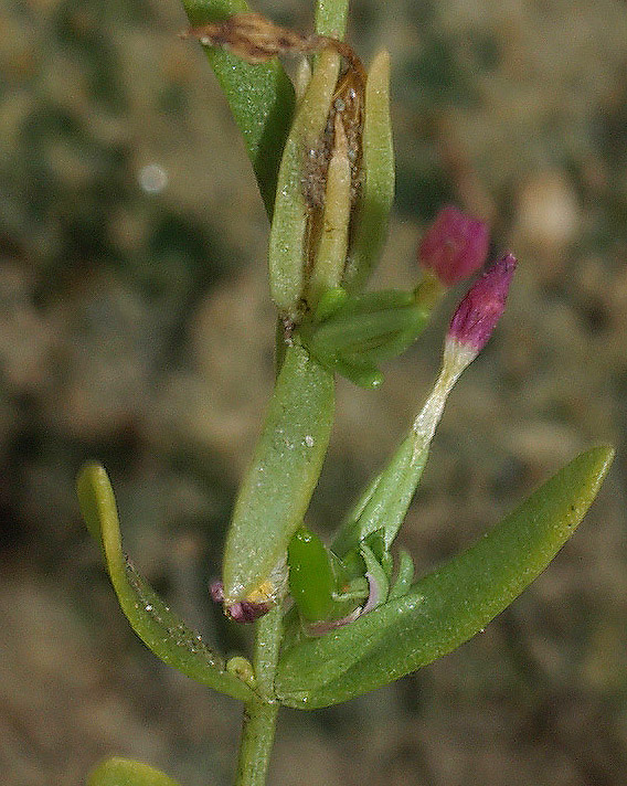 Centaurium erythraea a fiori tetrameri