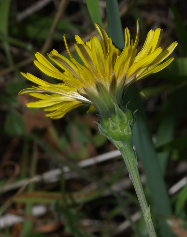 Reichardia picroides / Grattalingua comune