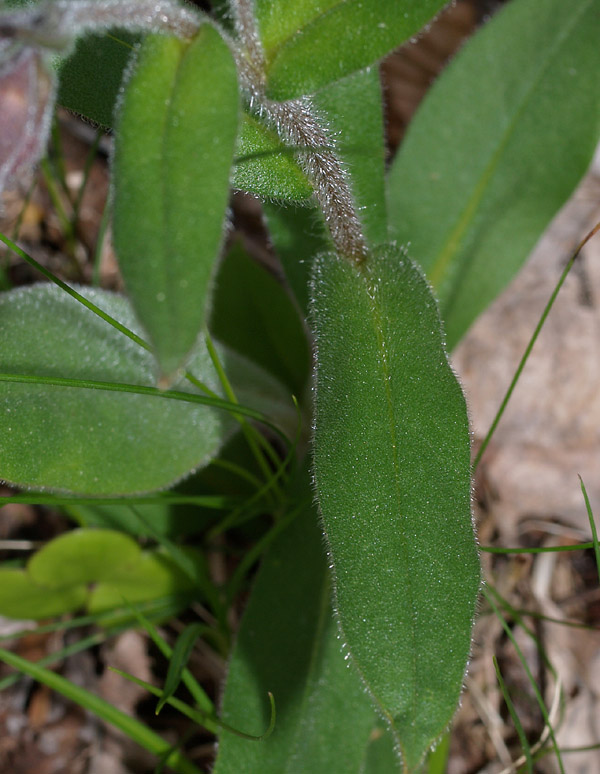 Pulmonaria australis