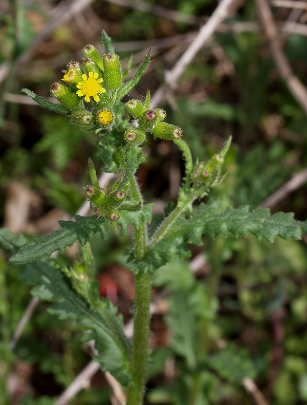 Senecio lividus