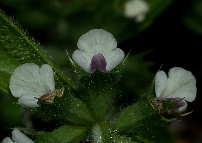 Sideritis romana