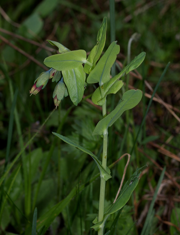 Cerinthe alpina (=C.glabra) / Erba vajola alpina