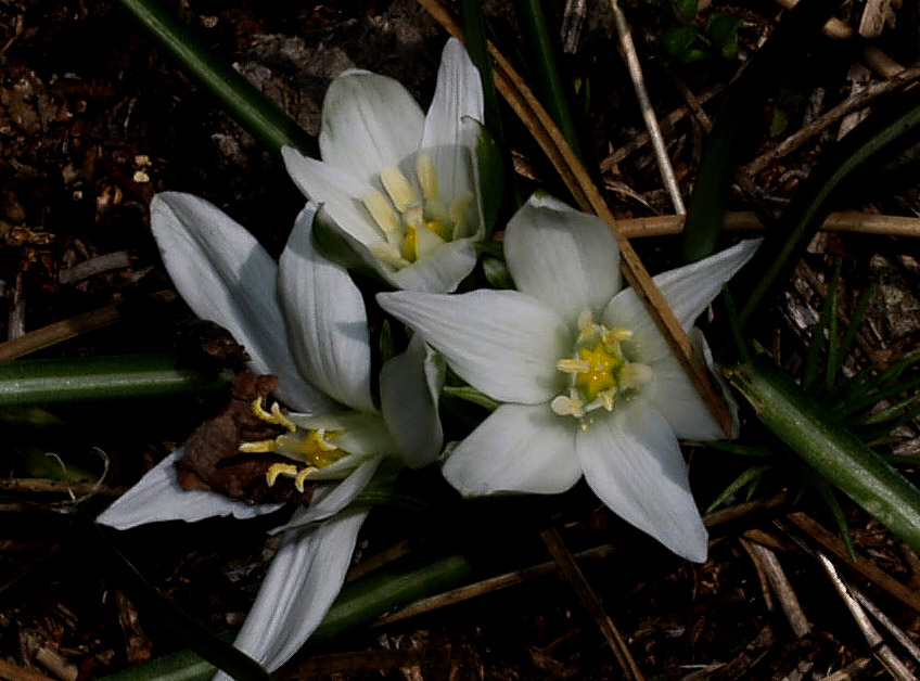 Ornithogalum exscapum