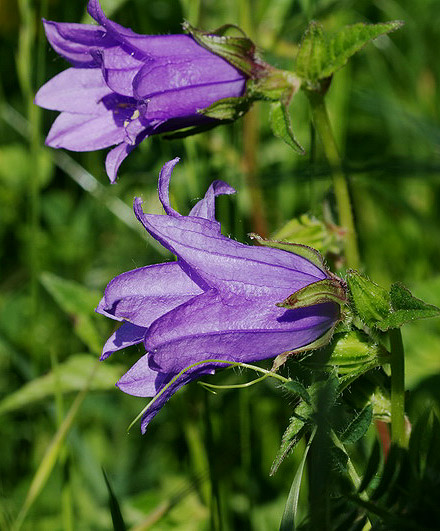 Lusus: Campanula cfr latifolia