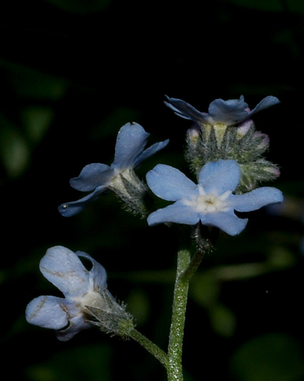 Myosotis