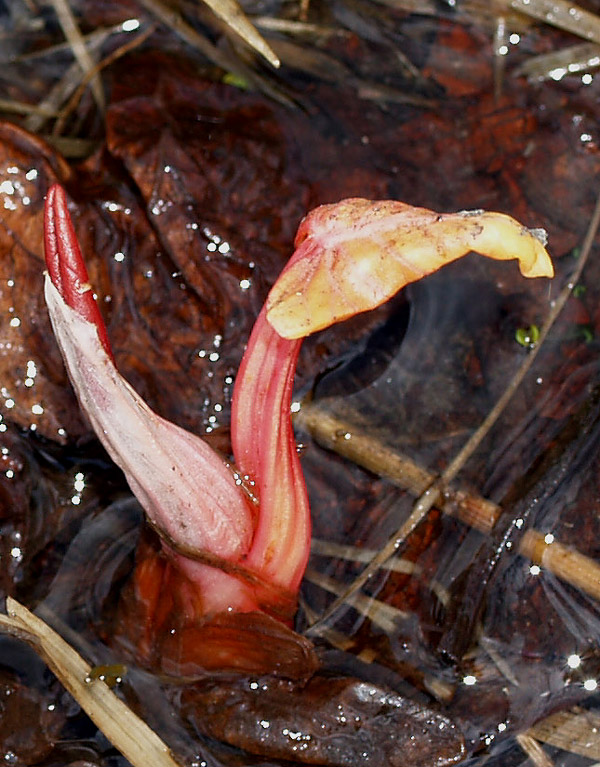 Rumex cfr. alpinus