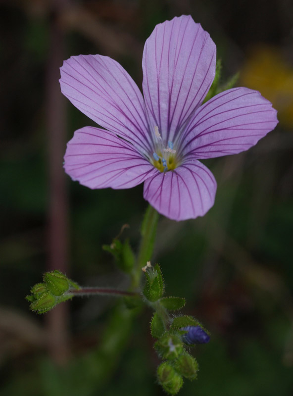 Linum viscosum / Lino malvino