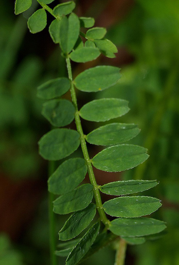 Astragalus hypoglottis