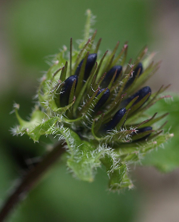 Phyteuma sieberi / Raponzolo di Sieber