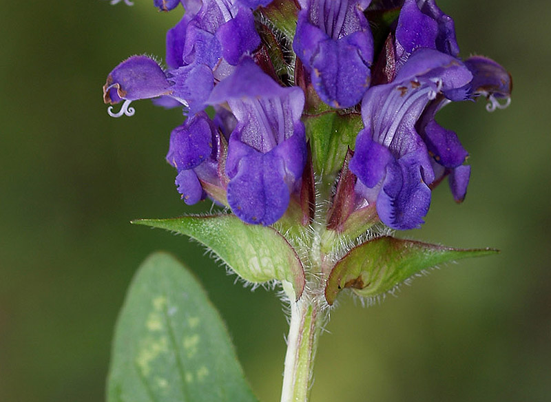 Prunella grandiflora / Prunella delle Alpi