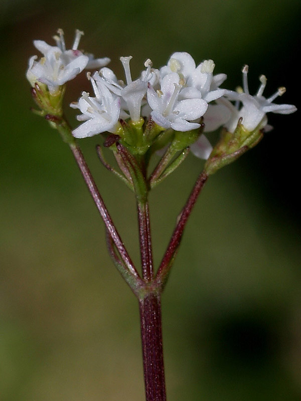 Valeriana saxatilis / Valeriana delle rupi