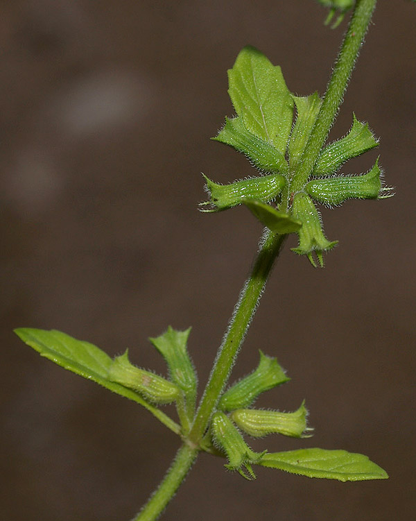 Ziziphora acinos (=Clinopodium =Acinos arvensis) / Acino annuale