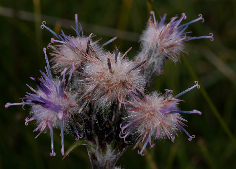 Saussurea alpina  / Saussurea delle Alpi