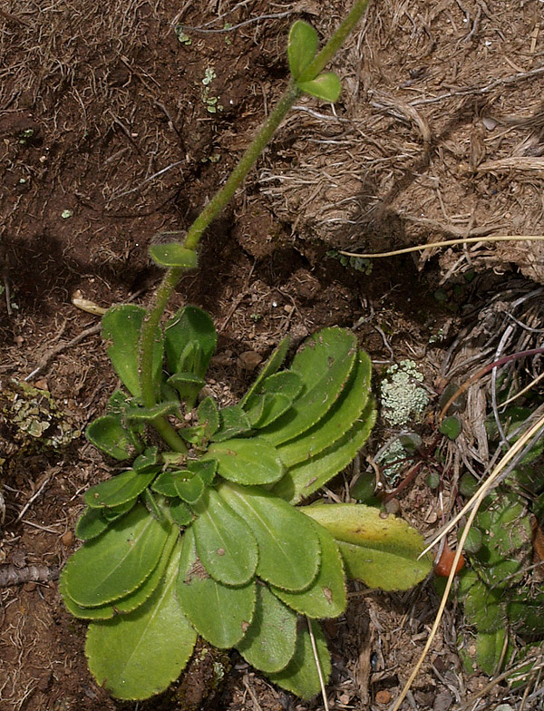Veronica bellidioides / Veronica con foglie di margherita