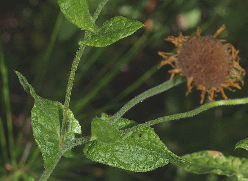 Pulicaria dysenterica / Incensaria comune