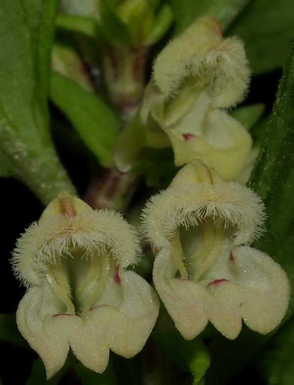 Melampyrum sylvaticum