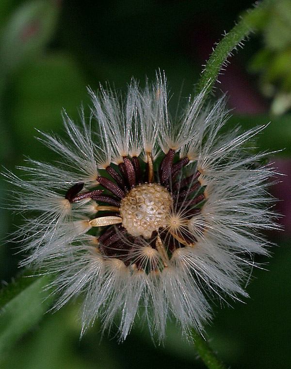 Picris hieracioides  / Aspraggine comune