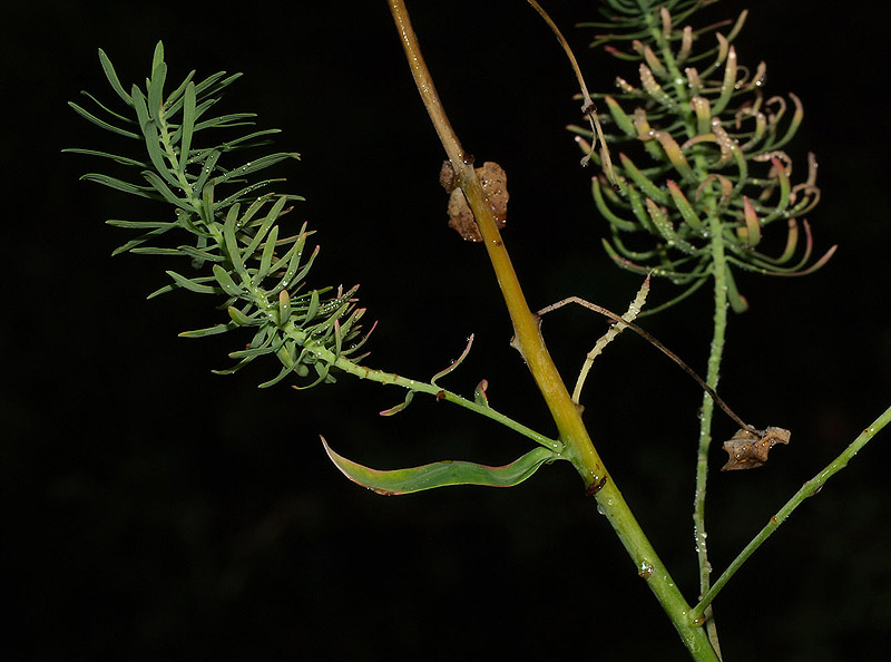 Euphorbia cyparissias