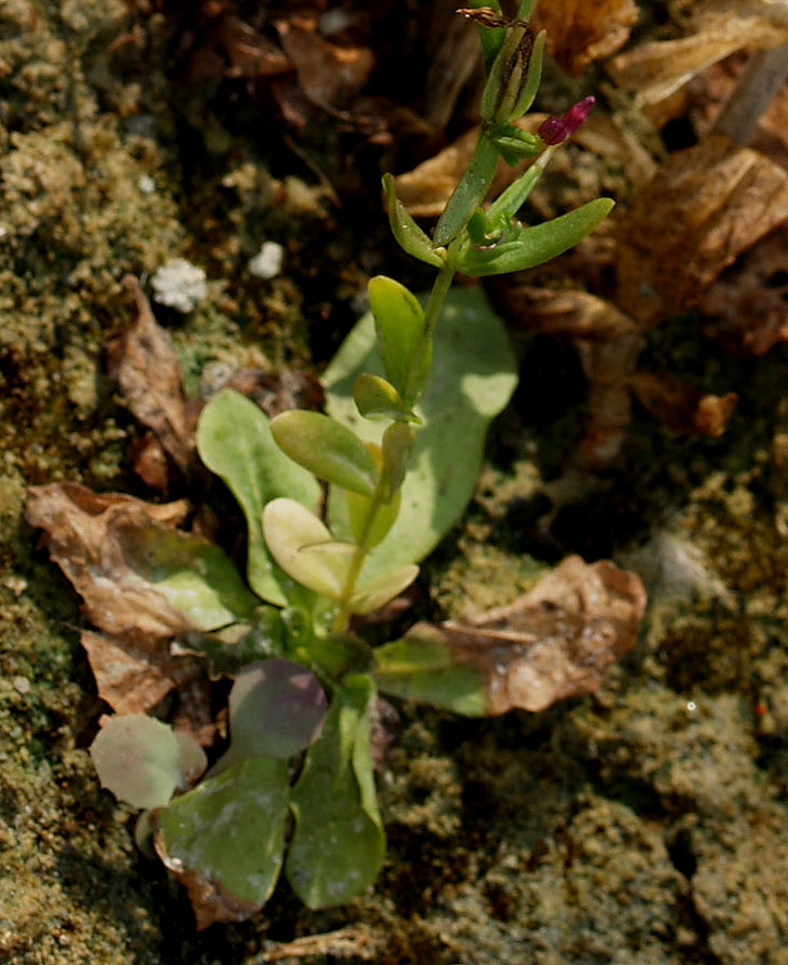 Centaurium erythraea a fiori tetrameri