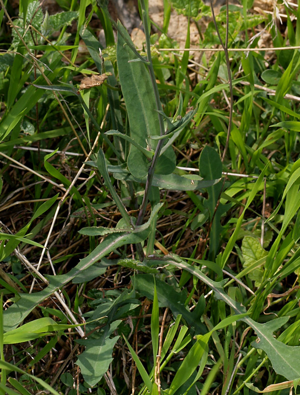 Reichardia picroides / Grattalingua comune