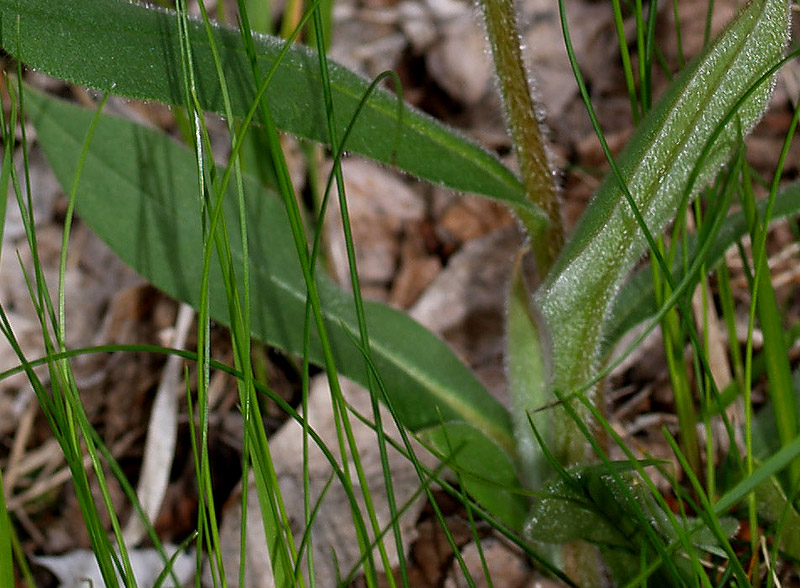 Pulmonaria australis