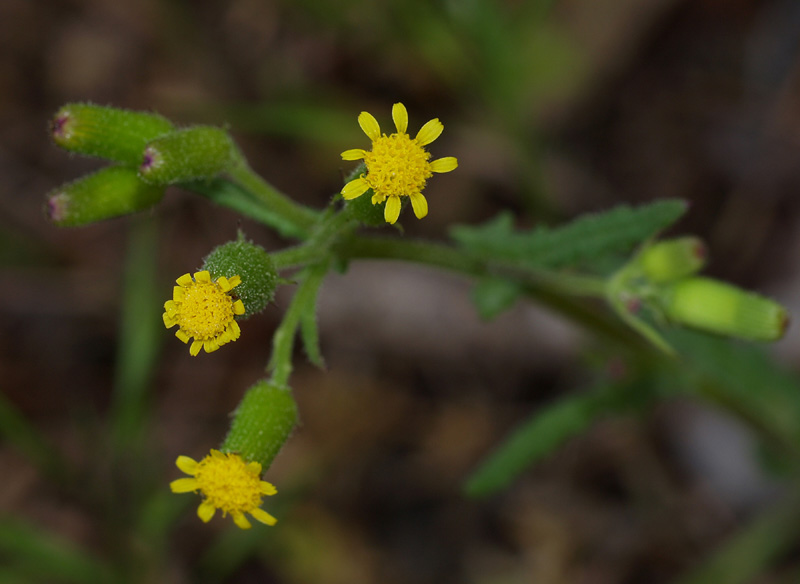 Senecio lividus