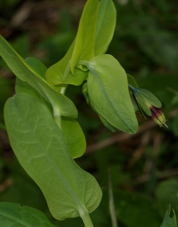 Cerinthe alpina (=C.glabra) / Erba vajola alpina