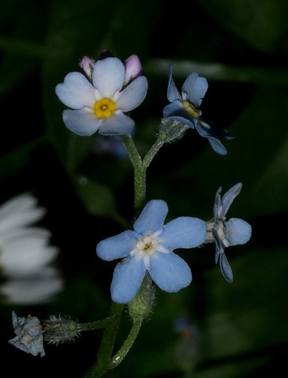 Myosotis