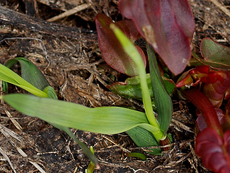 Rumex cfr. alpinus