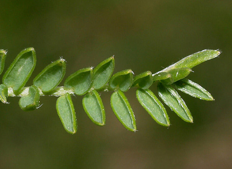 Oxytropis campestris / Astragalo villoso