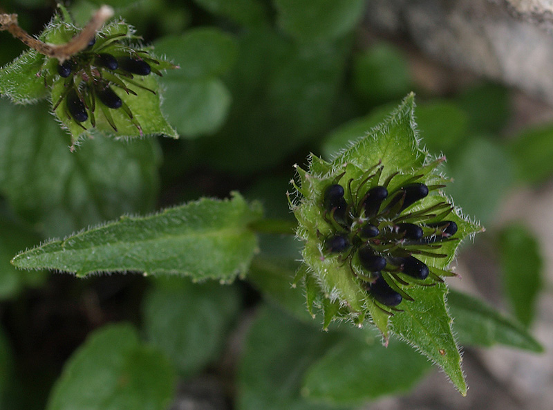 Phyteuma sieberi / Raponzolo di Sieber