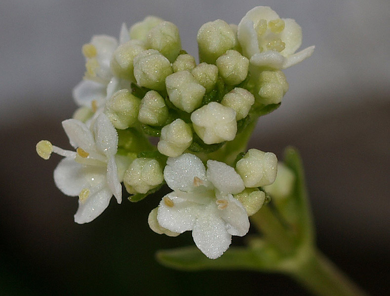 Valeriana saxatilis / Valeriana delle rupi