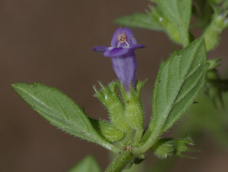 Ziziphora acinos (=Clinopodium =Acinos arvensis) / Acino annuale