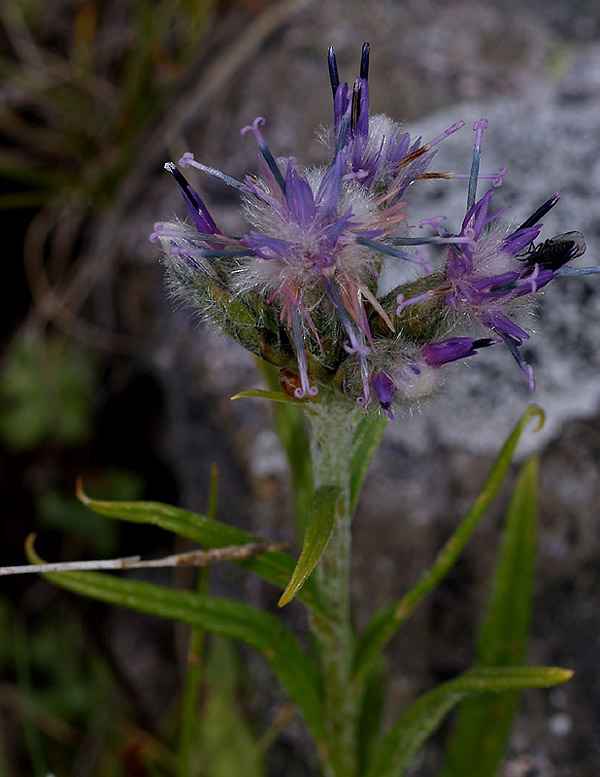 Saussurea alpina  / Saussurea delle Alpi