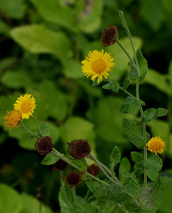 Pulicaria dysenterica / Incensaria comune