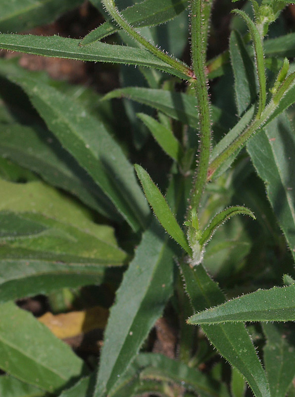 Picris hieracioides  / Aspraggine comune