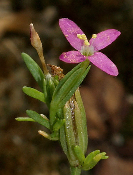 Centaurium erythraea a fiori tetrameri