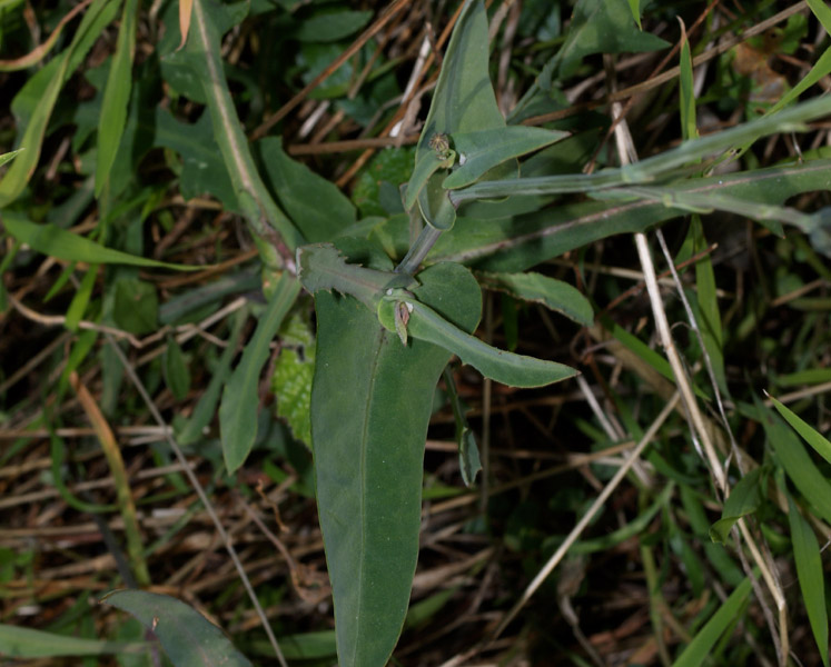 Reichardia picroides / Grattalingua comune