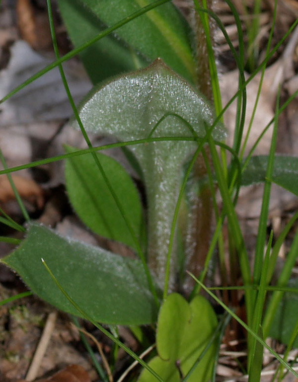 Pulmonaria australis