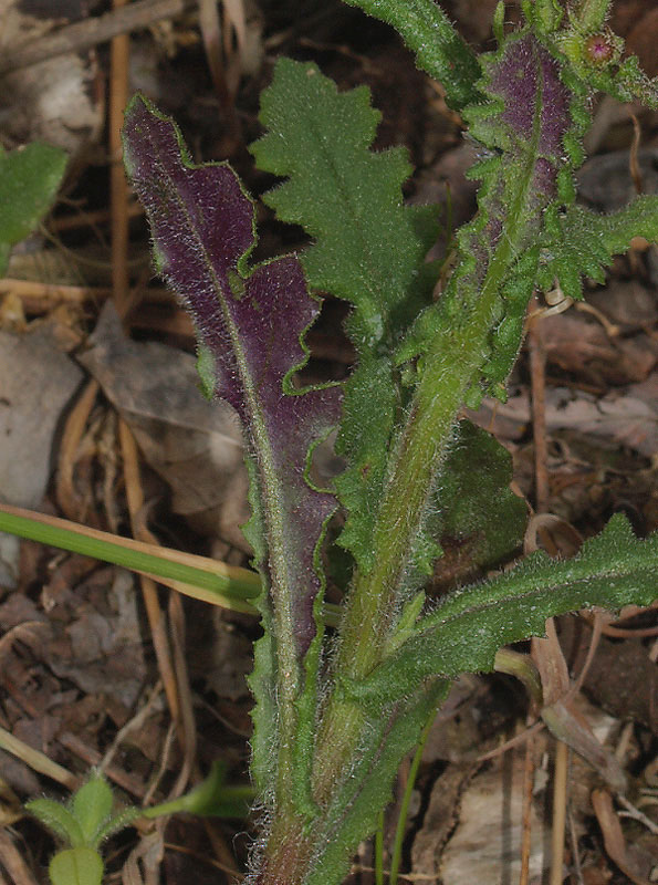 Senecio lividus