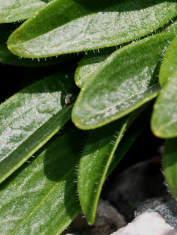 Valeriana saxatilis / Valeriana delle rupi