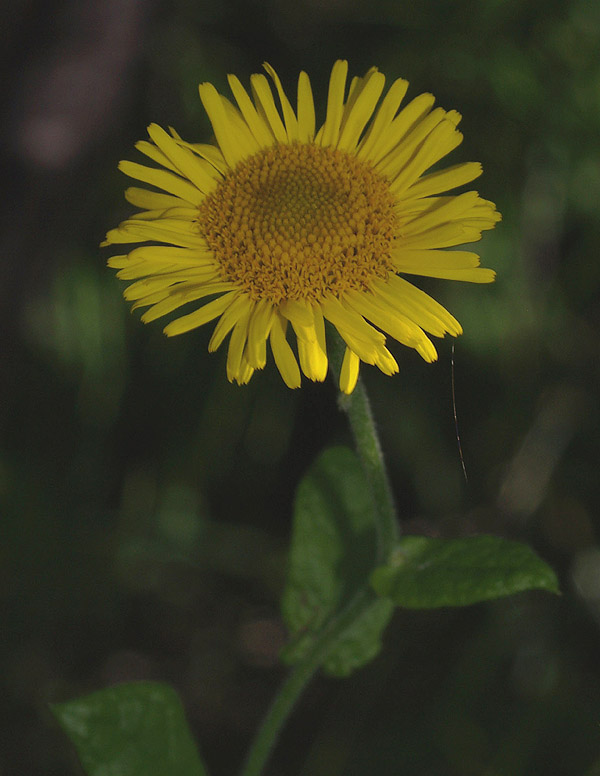 Pulicaria dysenterica / Incensaria comune