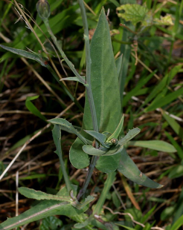 Reichardia picroides / Grattalingua comune