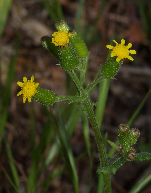 Senecio lividus