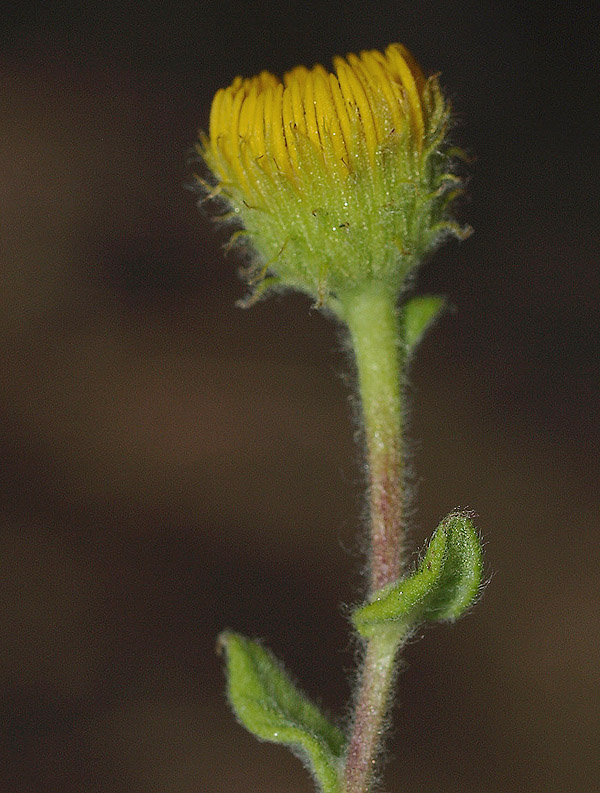 Pulicaria dysenterica / Incensaria comune