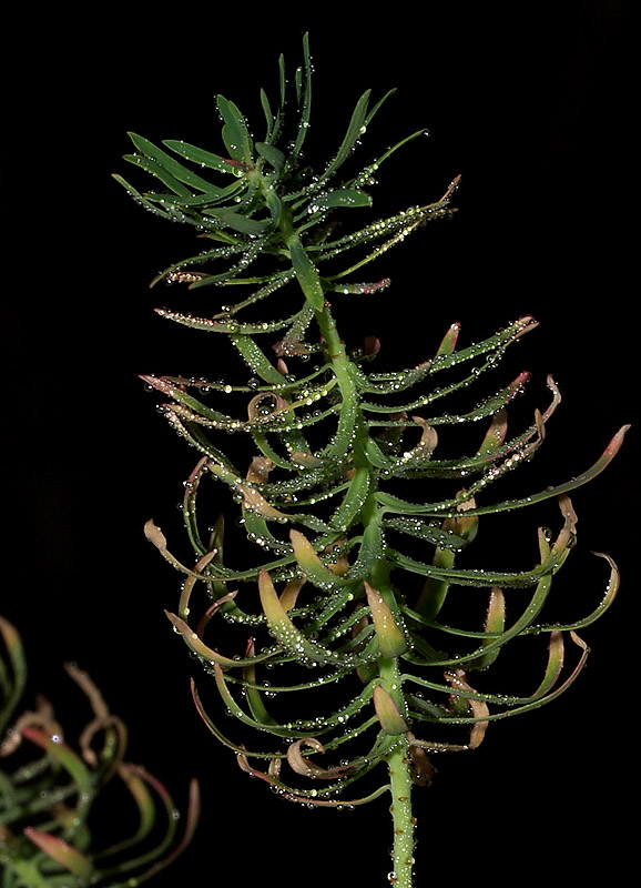 Euphorbia cyparissias