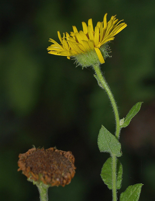 Pulicaria dysenterica / Incensaria comune