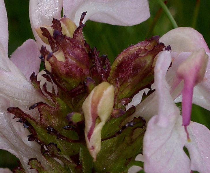 Pedicularis rostratocapitata / Pediculare a spiga breve