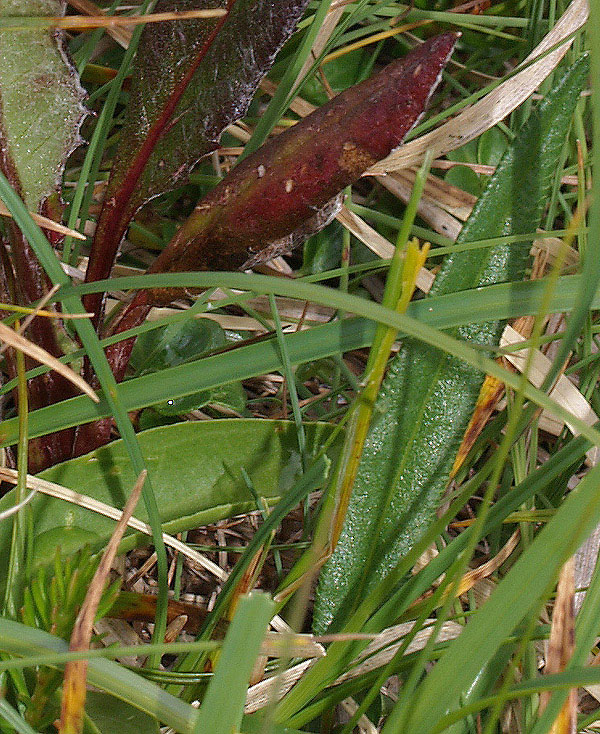 Saussurea alpina  / Saussurea delle Alpi