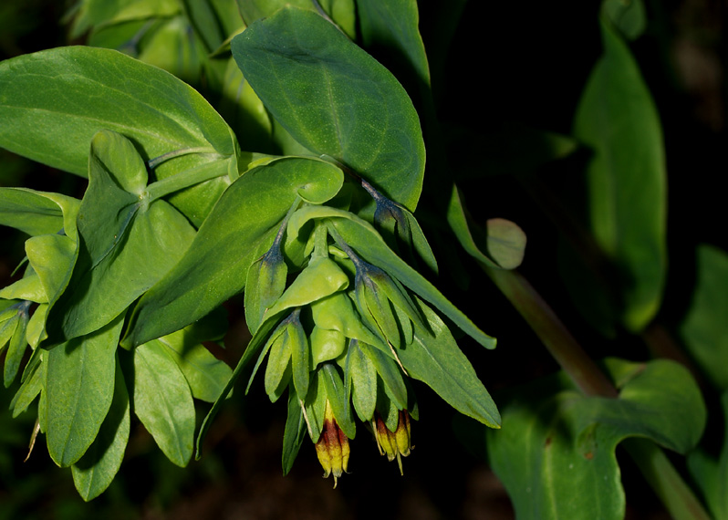 Cerinthe alpina (=C.glabra) / Erba vajola alpina